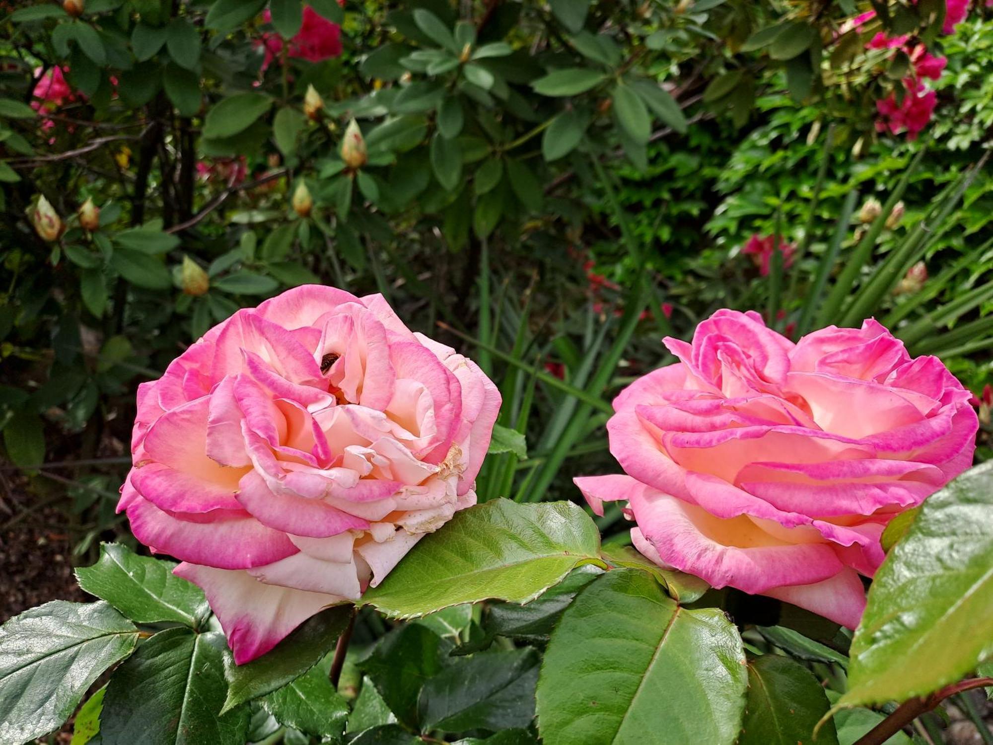Gite 5 "Le Laurus" Aux Magnolias Aubenas Exterior foto